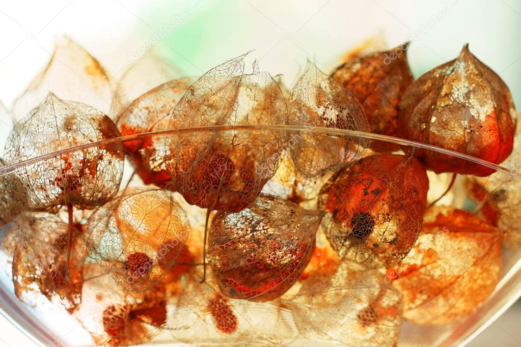 Decoration with weathered Physalis alkekengi in Back Light