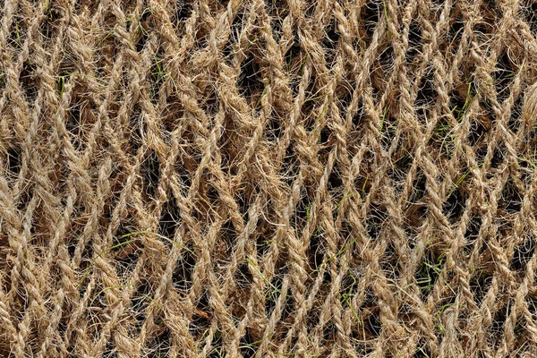 Planting Mat Made Coconut Fiber Blades Gras Coming — Stok fotoğraf