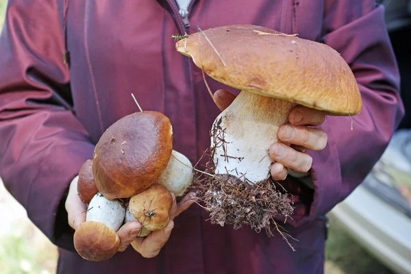 Руки с грибами порчини — стоковое фото