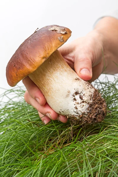 Hand with porcini mushrooms white — Stock Photo, Image