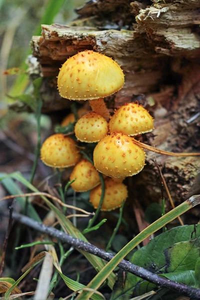 Грибы Hypholoma fasciculare — стоковое фото