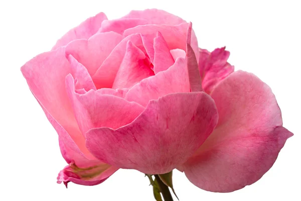 Рожева троянда на білому — стокове фото