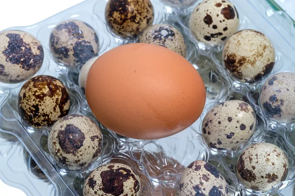 Quail eggs and chicken egg — Stock Photo, Image