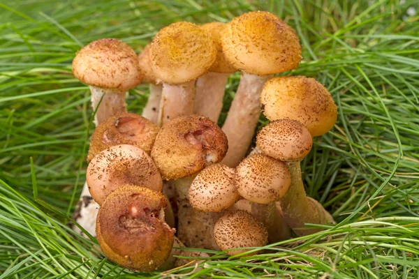 Young mushrooms in the grass — Stock Photo, Image