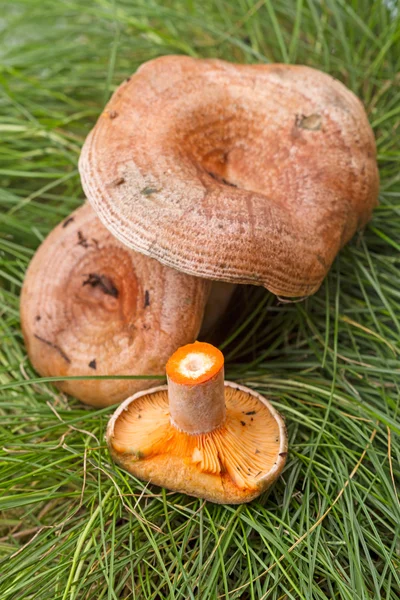Mushrooms named Ginger — Stock Photo, Image