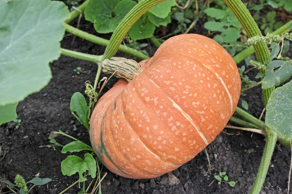 Orange pumpkin in the garden — Stock Photo, Image