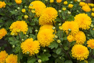 Yağmur sonra turuncu krizantem