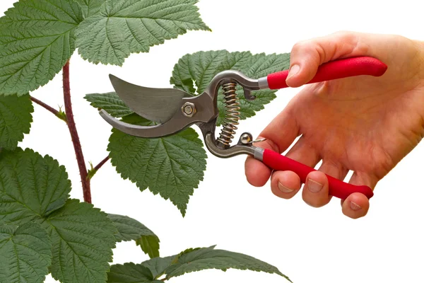 Poda de jardín en mano y rama de frambuesa — Foto de Stock