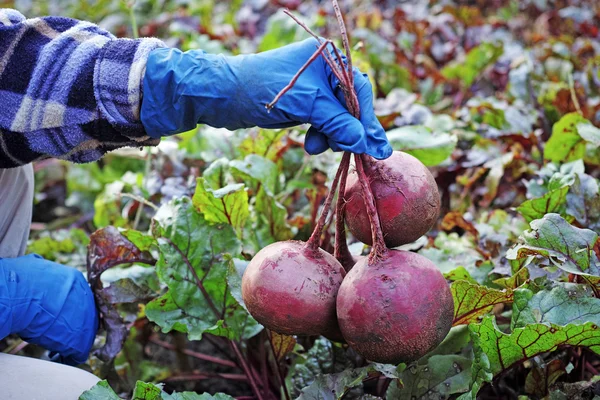 手中的红甜菜 — 图库照片