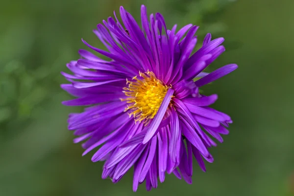 Purple chrysanthemums closeup — Stock Photo, Image