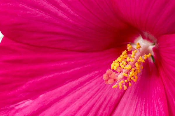 Pistil et étamines d'un hibiscus fleur gros plan — Photo