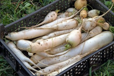 Daikon turp plastik bir kutu içinde
