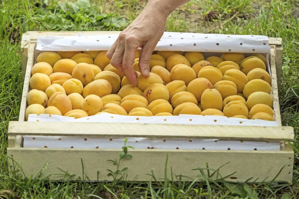 Коробка з абрикосами на відкритому повітрі — стокове фото