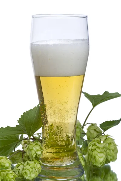 Glass of light beer and branch of hop — Stock Photo, Image