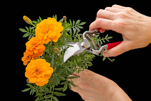 Turuncu kadife çiçeği ve Bahçe budayıcı elinde — Stok fotoğraf