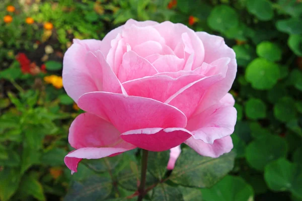 Rose rose pâle sur le lit de fleurs — Photo
