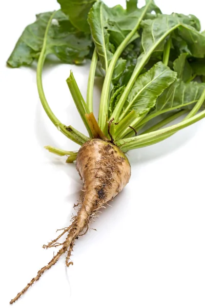 Sugar beet plant on a white — Stock Photo, Image