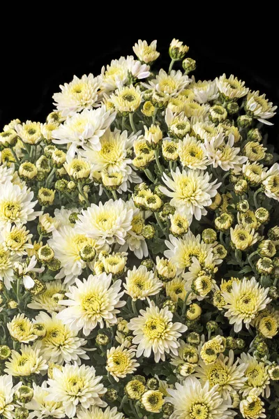 Буш Малі білі хризантеми — стокове фото
