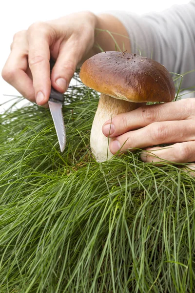 Hand cuts porcini mushrooms — Stock Photo, Image