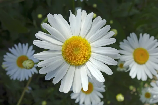 Grande giardino margherita — Foto Stock