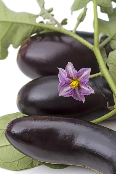 Three eggplant and a flower — Stock Photo, Image