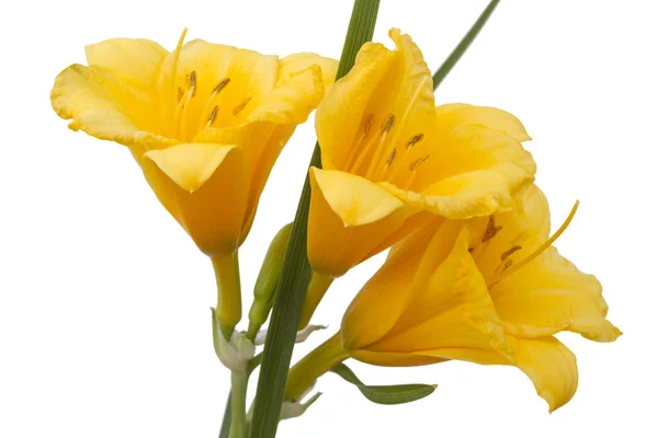 Yellow daylily plant — Stock Photo, Image