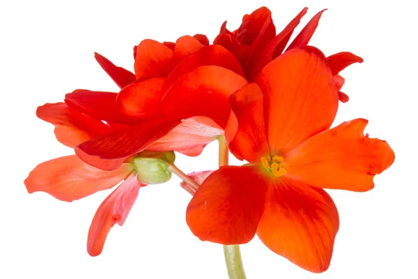 Brillantes flores rojas begonias en un blanco — Foto de Stock