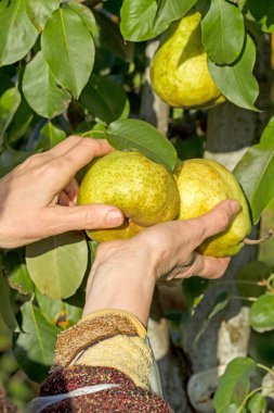 Eller alır olgun armut