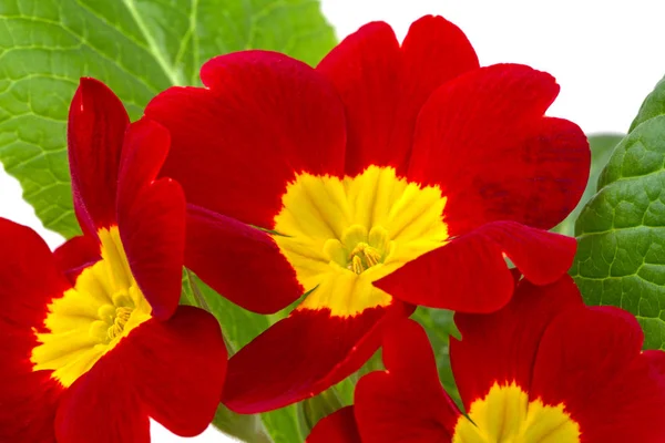 Červená se žlutým Primula — Stock fotografie