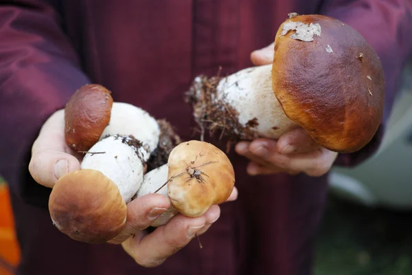 Freshly Porcini in the hands of — Stock Photo, Image