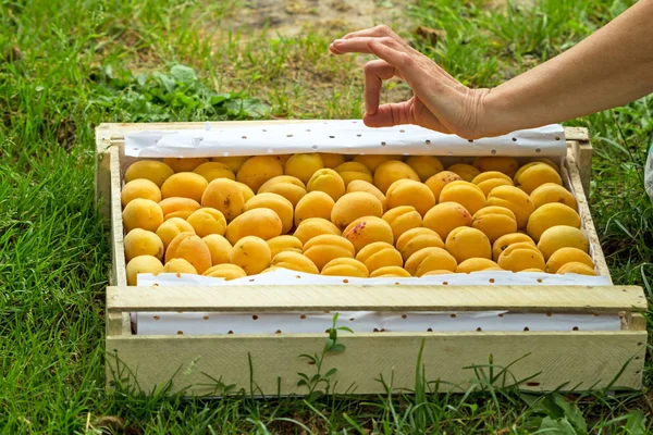 Boîte avec de bons abricots et geste de la main — Photo