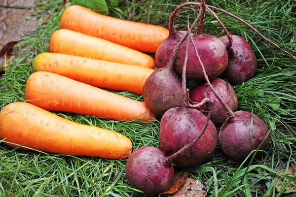Морковь и красная свекла — стоковое фото