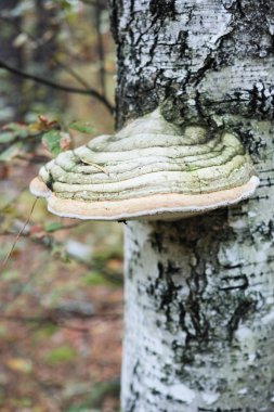 Mantar Polypores ahşap