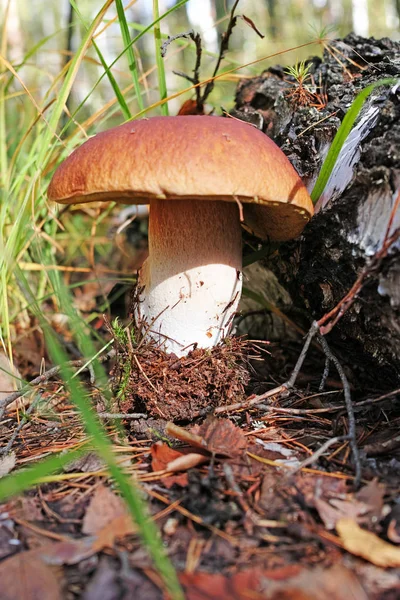Большой гриб из свинины в форели — стоковое фото