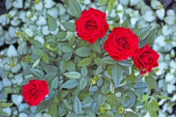 Vista de rosas rojas Bush desde la parte superior —  Fotos de Stock