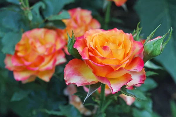Rosas amarillas con bordes rosados _ —  Fotos de Stock