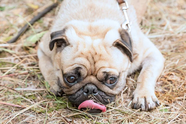 Lying beige pekingese — Stock Photo, Image