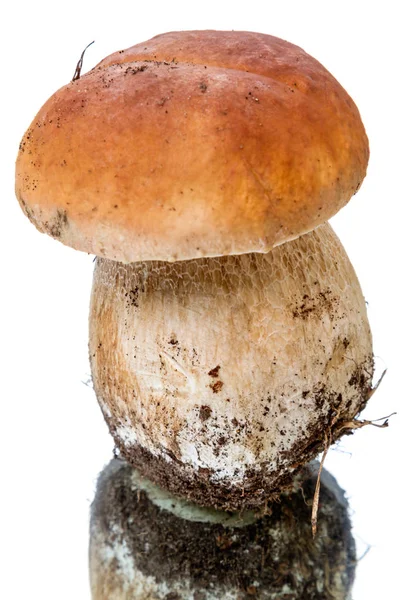 Porcini mushroom on white — Stock Photo, Image