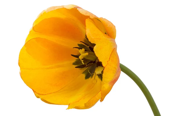Velký žlutý Tulipán na bílém — Stock fotografie