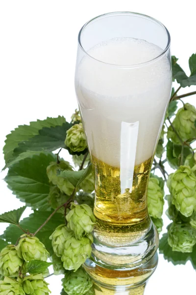 Light beer and plant hop — Stock Photo, Image