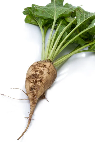 White (sugar) beet — Stock Photo, Image