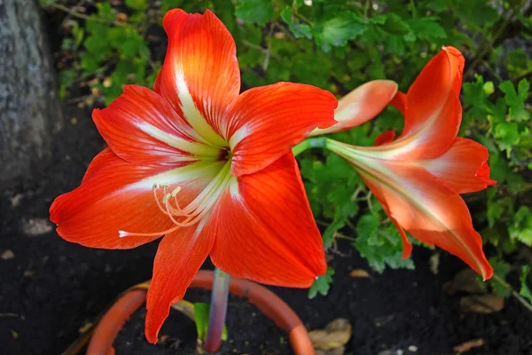 Red lily  on flowerbed — Stock Photo, Image