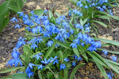 bahar çiçekleri kardelen