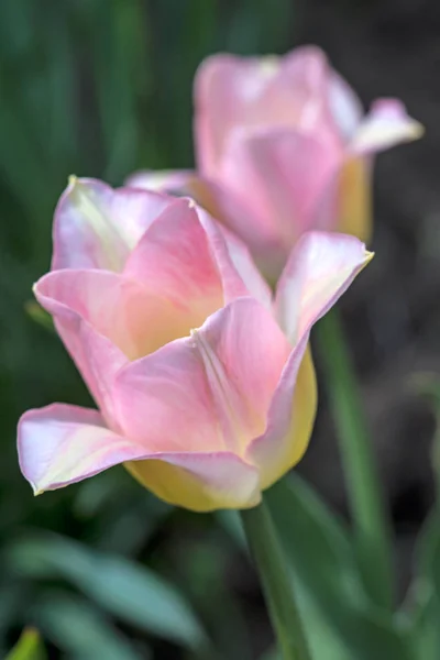 Розовые тюльпаны на клумбе — стоковое фото