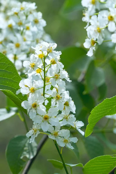 Kuş-kiraz ağacı çiçek açan doğa — Stok fotoğraf