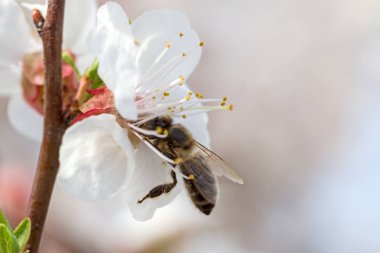 Kayısı çiçeği ve arı