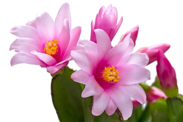 Květiny Schlumbergera closeup — Stock fotografie