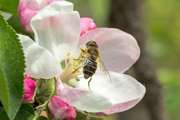 Яблочный цветок и пчела — стоковое фото