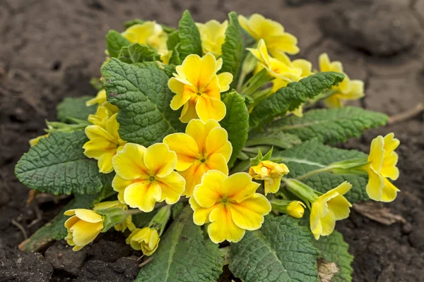 Flores amarelas Primroses — Fotografia de Stock