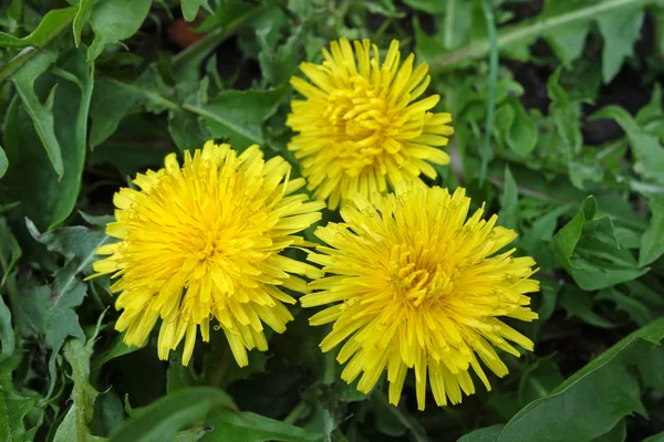 Taraxacum flor en la hierba —  Fotos de Stock